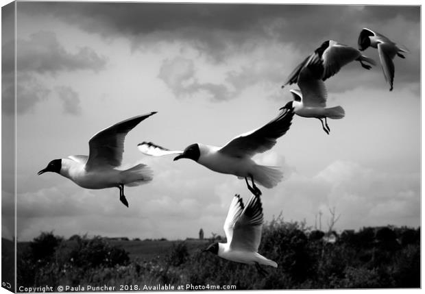 Gulls Canvas Print by Paula Puncher