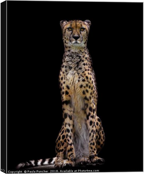 Cheetah Canvas Print by Paula Puncher