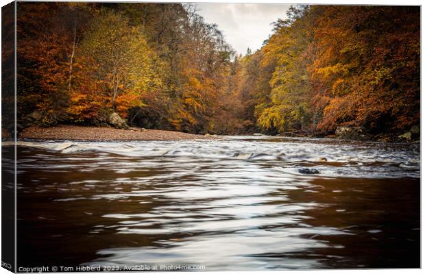 autumn colours, trees, river, Canvas Print by Tom Hibberd