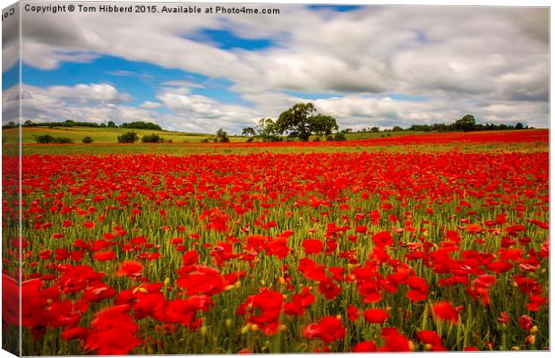  Poppy field in Northumberland Canvas Print by Tom Hibberd