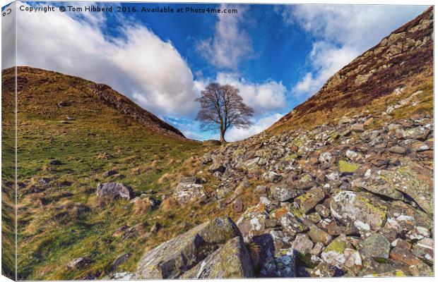 Sycamore Gap, Northumberland part of Hadrian's Wal Canvas Print by Tom Hibberd