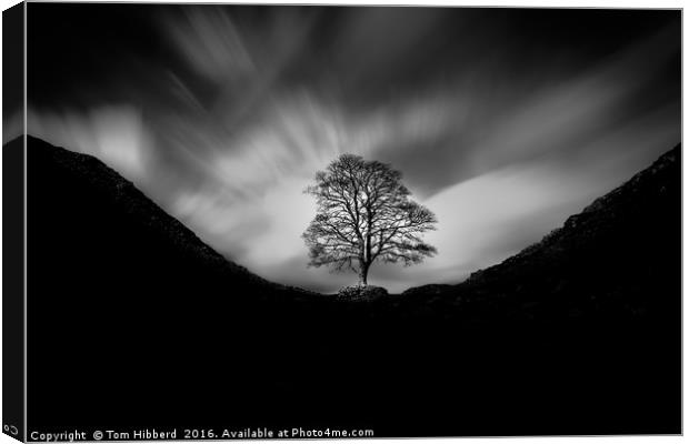 Sycamore Gap and the lonely tree Canvas Print by Tom Hibberd