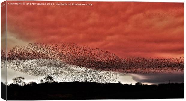  Starling Murmuration Canvas Print by andrew gaines