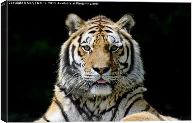 Tiger, Tiger! Canvas Print by Mary Fletcher