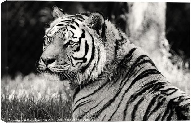 Tiger in Black and White Canvas Print by Mary Fletcher