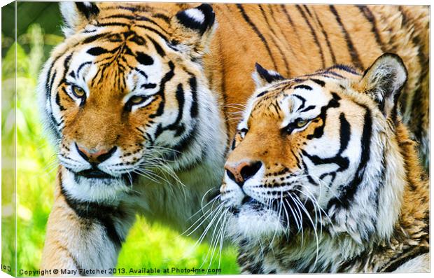 Two Tigers Canvas Print by Mary Fletcher