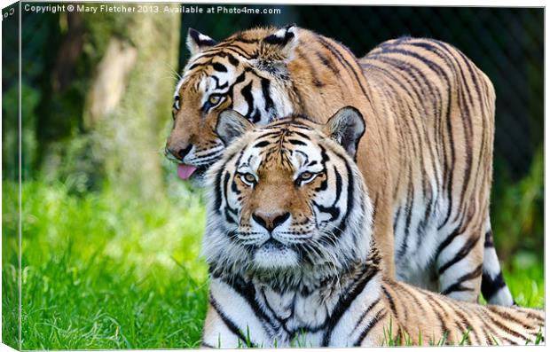 A Pair of Tigers Canvas Print by Mary Fletcher