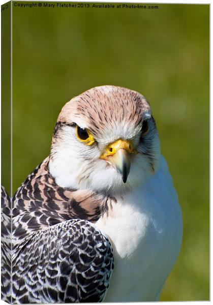 Peregrine Falcon (Falco peregrinus) Canvas Print by Mary Fletcher