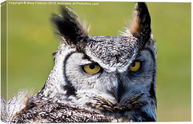 Long Eared Owl (Asio otus) Canvas Print by Mary Fletcher