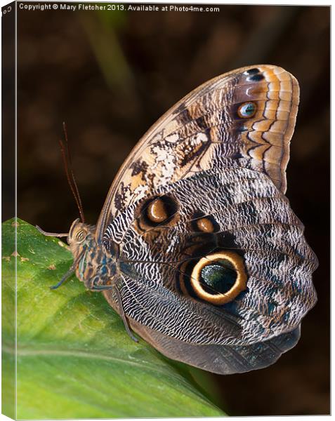 Owl Butterfly Canvas Print by Mary Fletcher