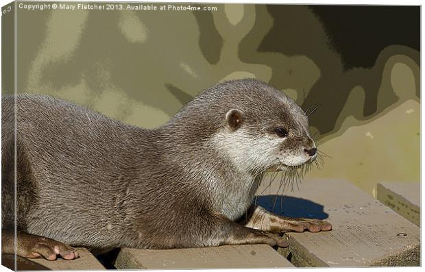 Otter  (Lutra lutra) Canvas Print by Mary Fletcher