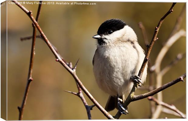 Marsh Tit (Poecile palustris) Canvas Print by Mary Fletcher