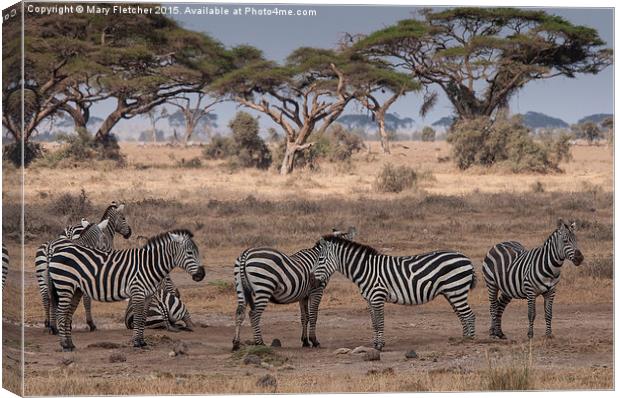  Zebras relaxing in Kenya Canvas Print by Mary Fletcher