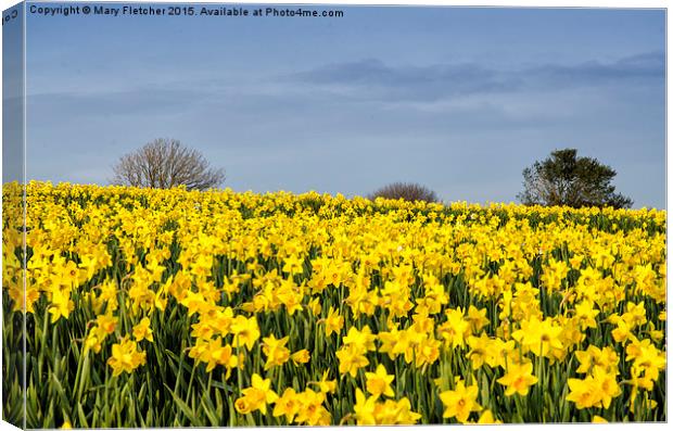  Daffodils Everywhere! Canvas Print by Mary Fletcher