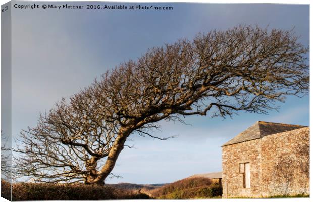 Bent Tree Canvas Print by Mary Fletcher