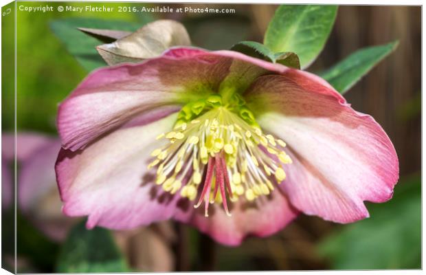 Hellebore Canvas Print by Mary Fletcher