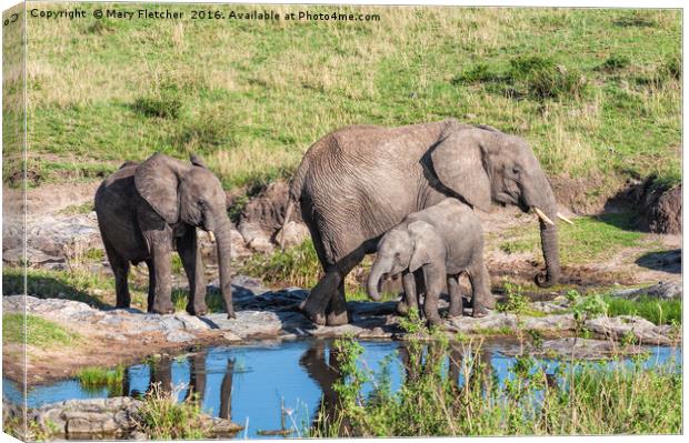 Elephant Family at a watering hole. Canvas Print by Mary Fletcher