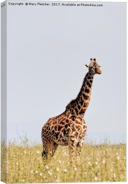 Giraffe Canvas Print by Mary Fletcher