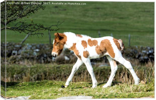 Foal Canvas Print by Mary Fletcher