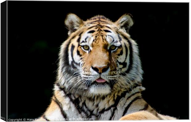 Proud Tiger Canvas Print by Mary Fletcher