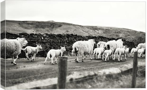 Sheep in the Dales Canvas Print by James  Hare