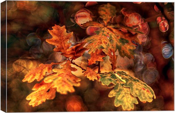 Colours of Oak Canvas Print by Pauline Lewis