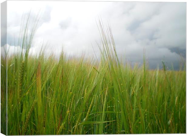 Storm clouds over barley field  Canvas Print by Rhoda Howie