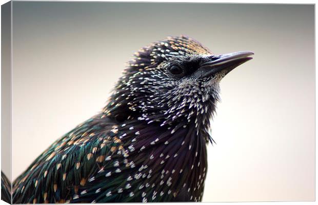 Little Starling Canvas Print by Hippy Soul