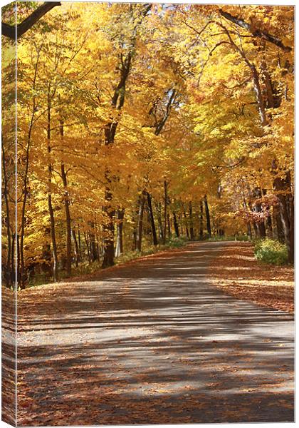 Trip Through Fall Canvas Print by stacey meyer