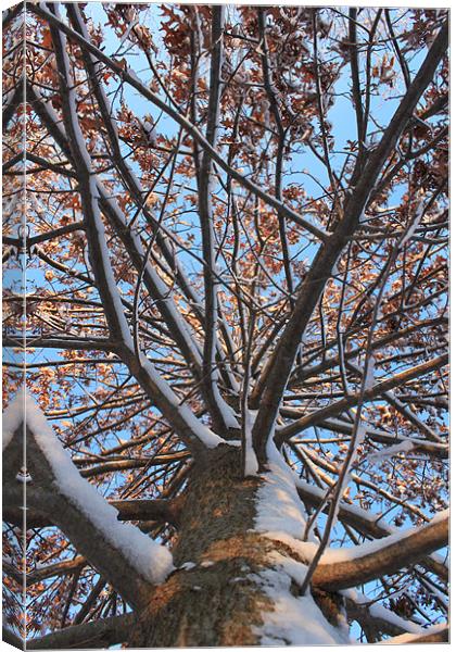 Pin Oak in Winter Canvas Print by stacey meyer