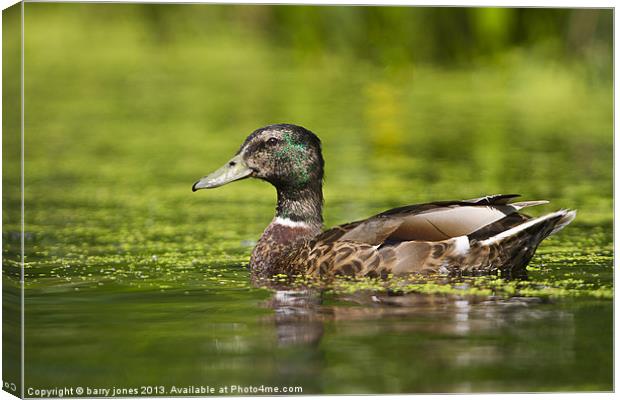 Male mallard Canvas Print by barry jones