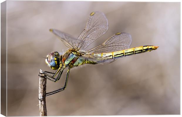 dragonfly Canvas Print by Kelvin Rumsby