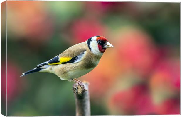 goldfinch Canvas Print by Kelvin Rumsby