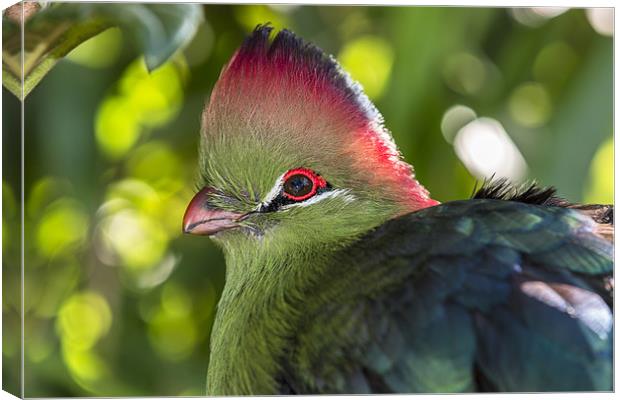 Fischer’s turaco Canvas Print by Kelvin Rumsby