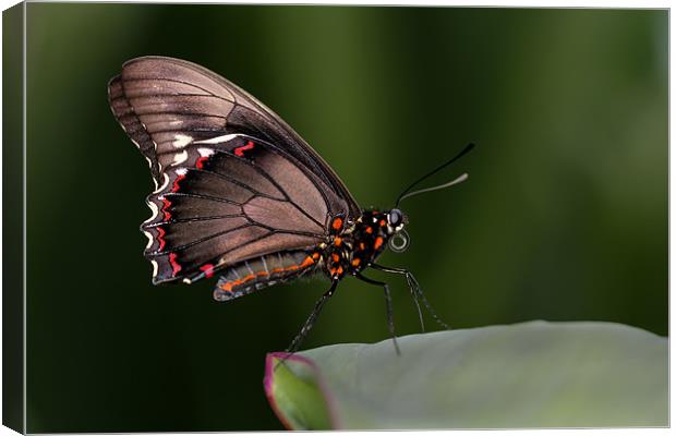 brown butterfly Canvas Print by Kelvin Rumsby