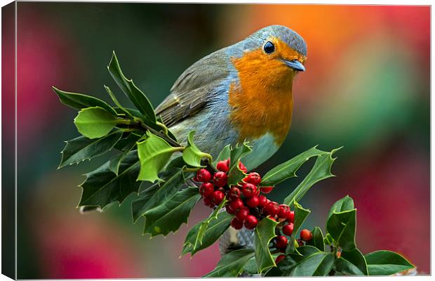 Xmas robin Canvas Print by Kelvin Rumsby