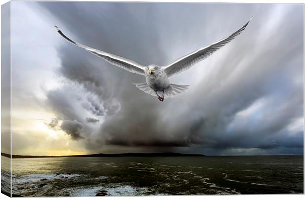  seagull chase Canvas Print by Kelvin Rumsby