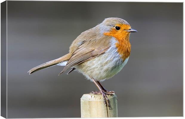  mr. robin Canvas Print by Kelvin Rumsby
