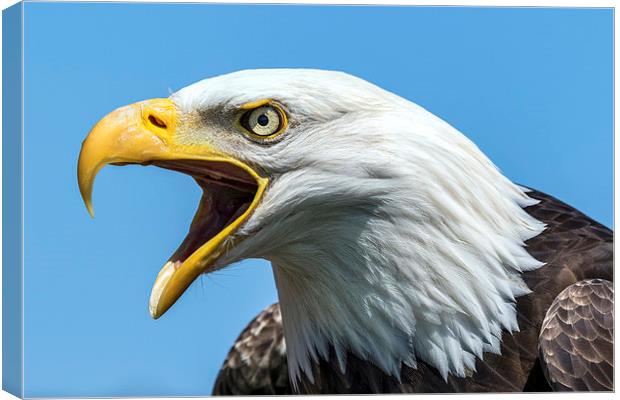 bald eagle Canvas Print by Kelvin Rumsby