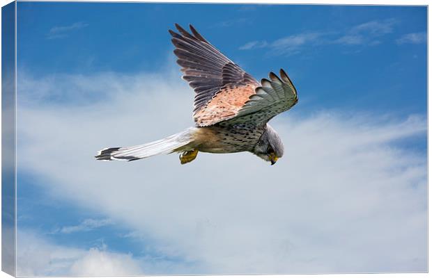 Kestrel, raptor Canvas Print by Kelvin Rumsby