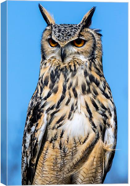  eagle owl Canvas Print by Kelvin Rumsby