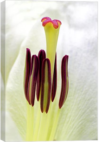  lily Canvas Print by Kelvin Rumsby