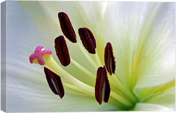  lily Canvas Print by Kelvin Rumsby