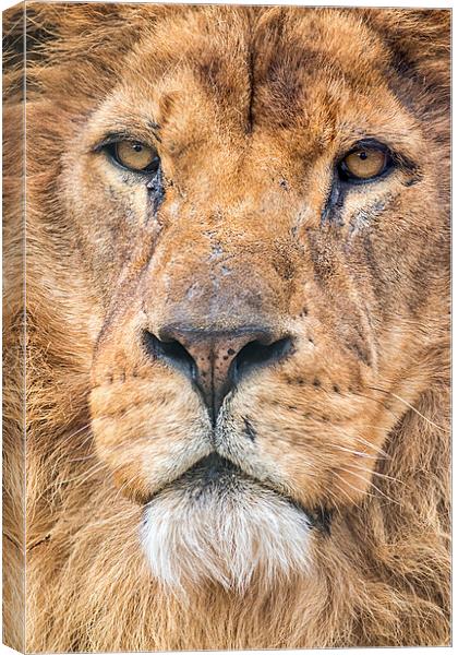  the king Canvas Print by Kelvin Rumsby