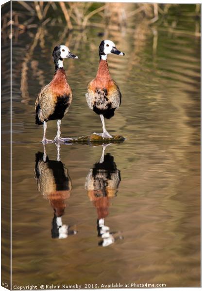 whistling duck, tree duck Canvas Print by Kelvin Rumsby