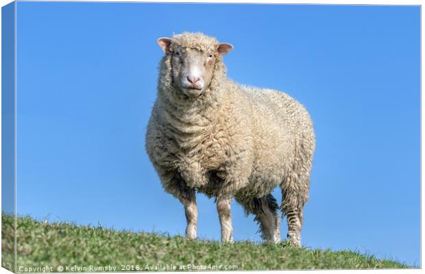 sheep Canvas Print by Kelvin Rumsby