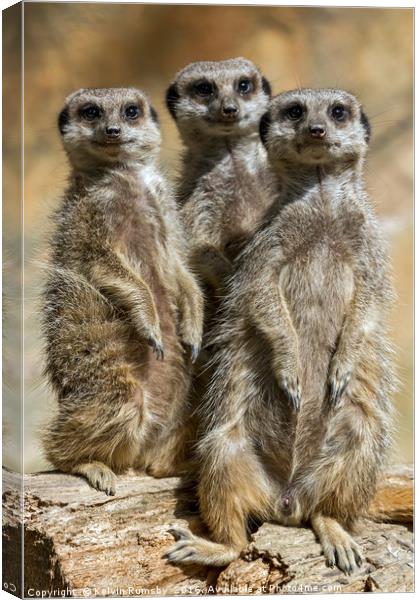 meerkats Canvas Print by Kelvin Rumsby