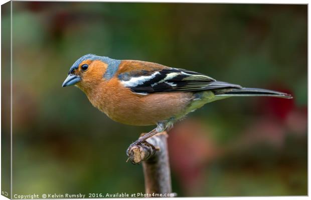 Chaffinch Canvas Print by Kelvin Rumsby