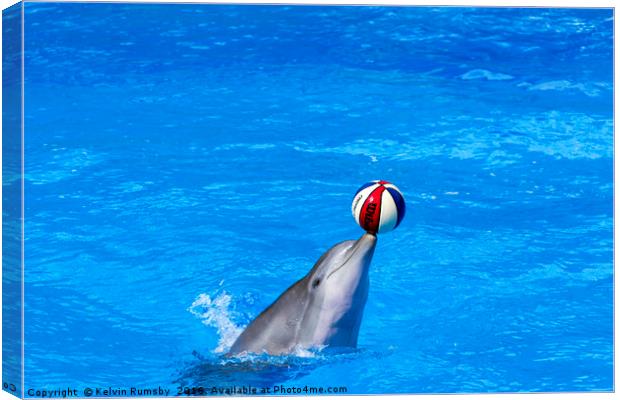 dolphin display Canvas Print by Kelvin Rumsby