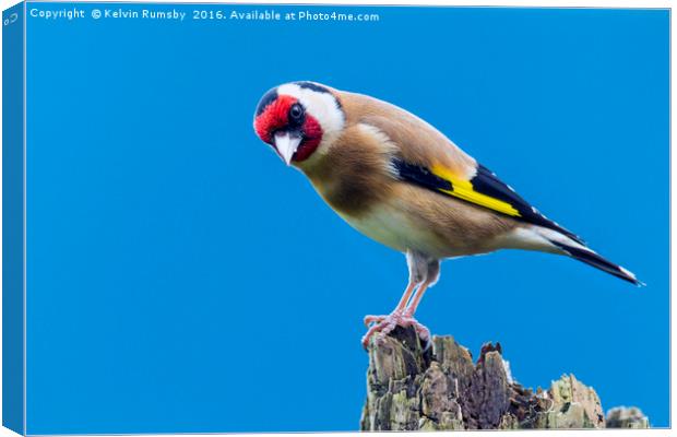 goldfinch Canvas Print by Kelvin Rumsby